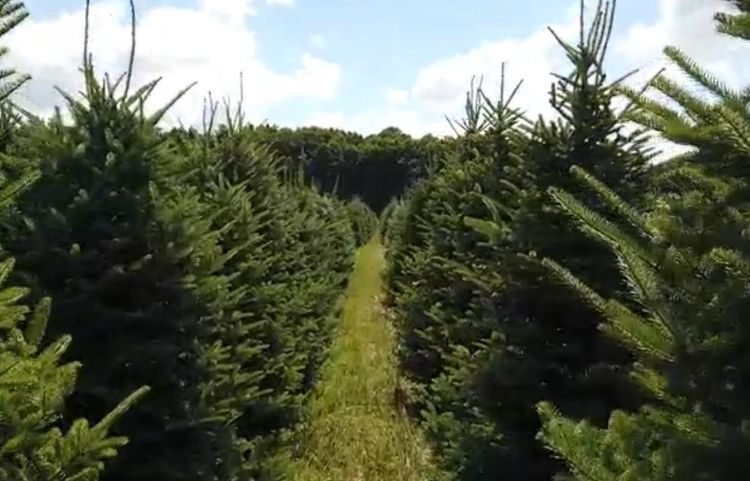A Christmas tree field.