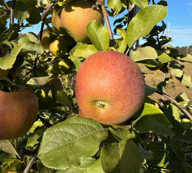 An Evercrisp apple hanging from a tree.