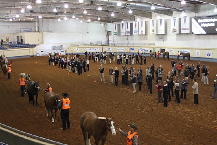 Individuals standing in a riding arena evaluating a class of halter horses.