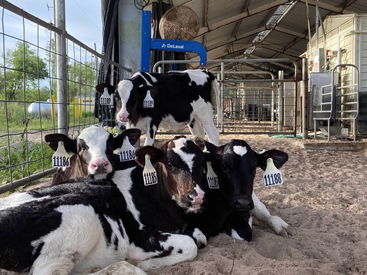 black and white cows laying in sand