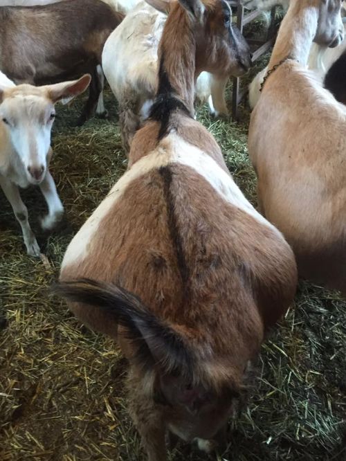 photo of a pregnant goat laying down.
