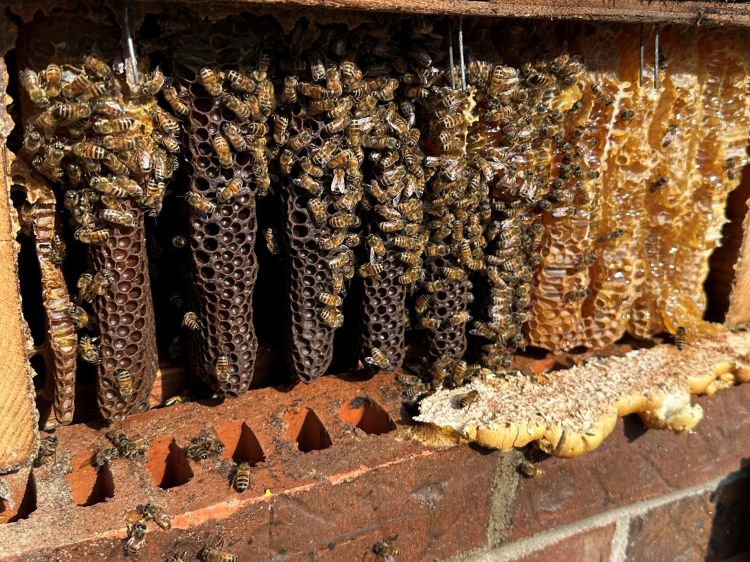 Honey bees and comb exposed in a wall.