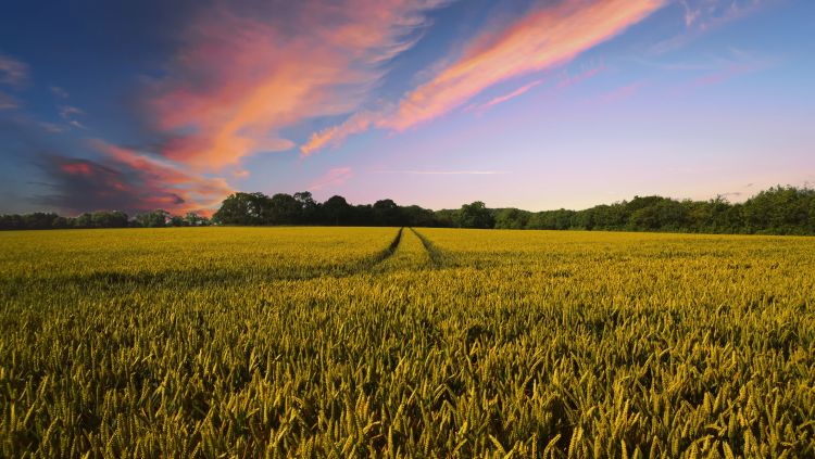 A wheat field with trees in the background and sunsetting clouds in the sky.