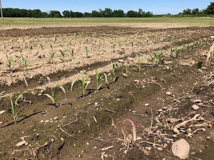 Drying field
