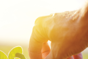 GMOs 101: Getting down to basics