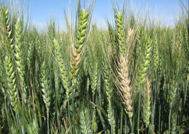 Fusarium head blight in wheat.