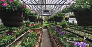 Garden center retail survival strategy series: Overcoming challenges with a holistic approach