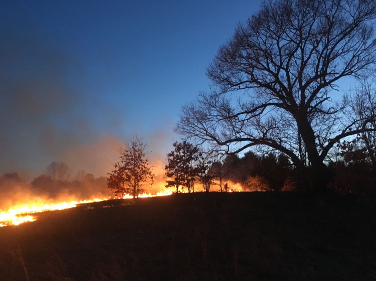 For decorative purposes.