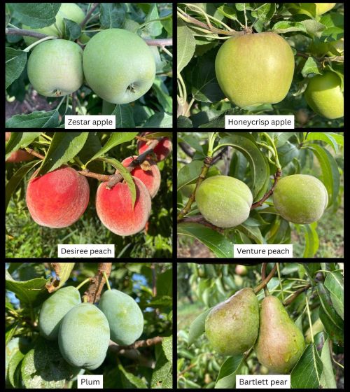 A collage of images of apple, peach and plum fruit.