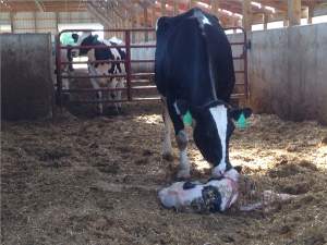 Calving area changes led to better results