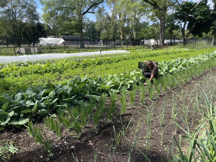 For decorative purposes.