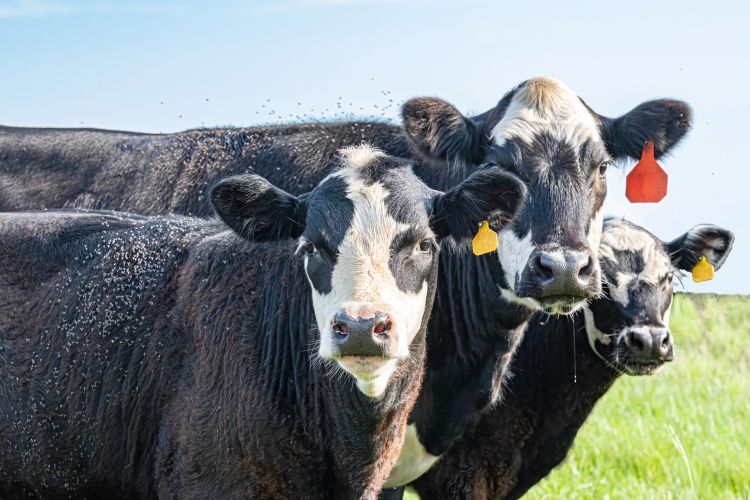 three black and white cows with ear tags and flies on them
