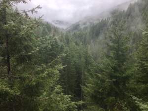 2017 Learning Session #1: Forest Carbon in the Changing Political and Physical Landscape