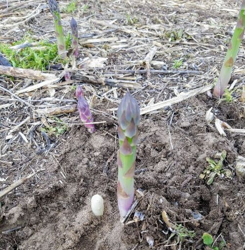 Asparagus coming up