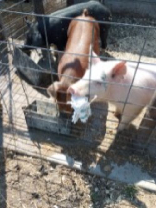 pigs in an outdoor pen tugging on a rope toy