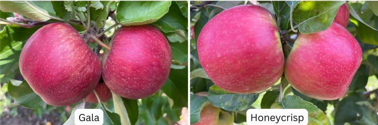 Two images of apples with labels under each apple saying Gala and Honeycrisp.