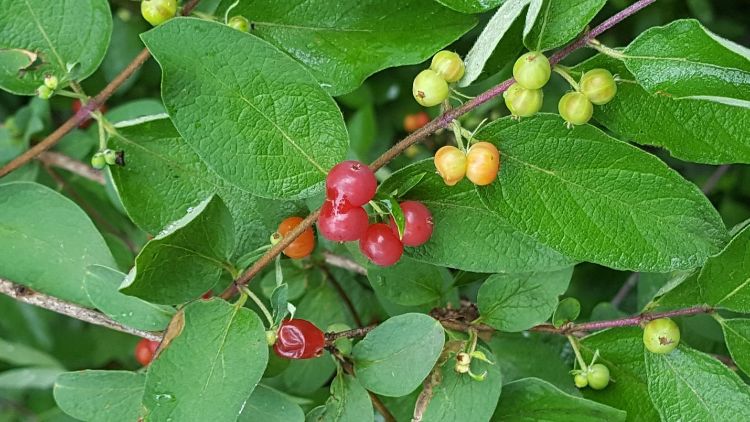 Wild hosts like this Tartarian honeysuckle bush, serve as source of SWD next to fruit crops.