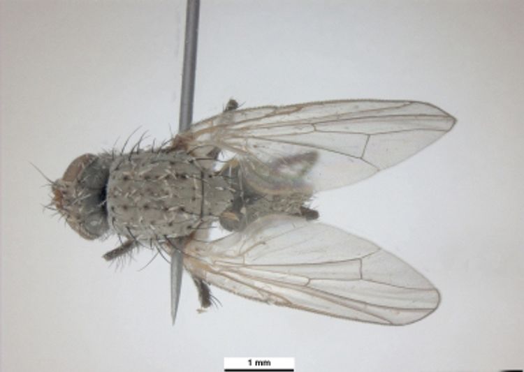 Weather models suggest seedcorn maggot adults, whose larvae feed on corn, bean, and cucurbit seeds, are flying in our region. Photo: Pest and Diseases Image Library, Bugwood.org