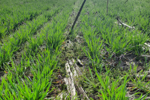 Continuous corn in Michigan: Popular practice, but is it sustainable?