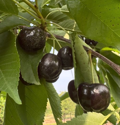 Black Pearl sweet cherries hang from a tree.