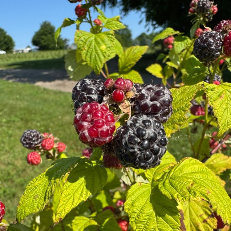 Ripening black raspberries on a bush.