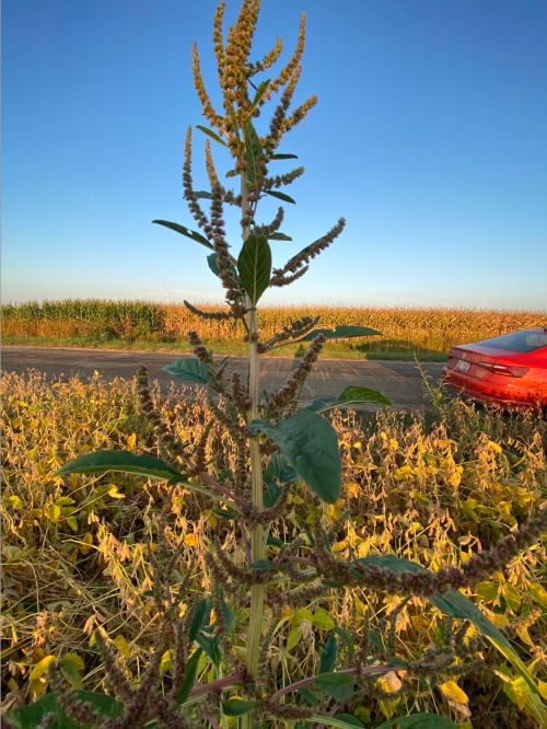 Water hemp growing in a soybean field along a road.