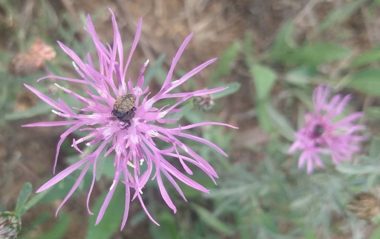 A weevil on a star thistle flower.
