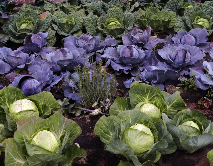 Different colored cabbage varieties.