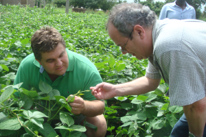 Battling insects: Keeping pesky pod borer, bean weevil at bay