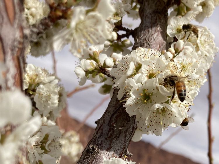 honey bees on tree blossoms