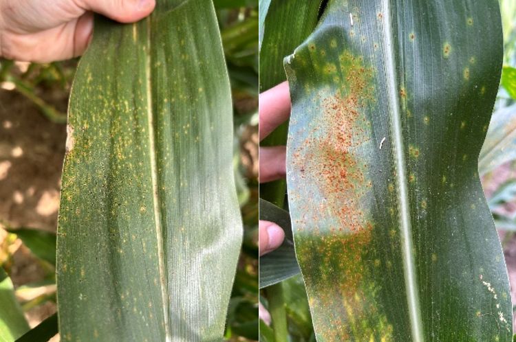Side-by-side close-up photos of corn leaves showing disease symptoms. The left leaf has numerous small black tar spot lesions while the right leaf shows orange-brown pustules with yellow halos surrounding some lesions.
