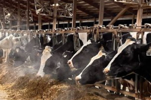 Farm biosecurity and disease outbreak response plans