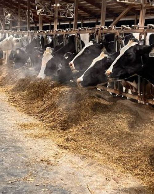 black and white cows eating brown food