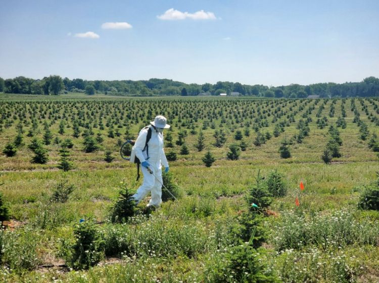 A person dressed in white protective gear sprays herbicides on Christmas trees growing in a field.