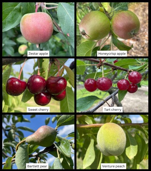 Stage of tree phenology for apple, pear, sweet cherry, tart cherry, peach and apricot
