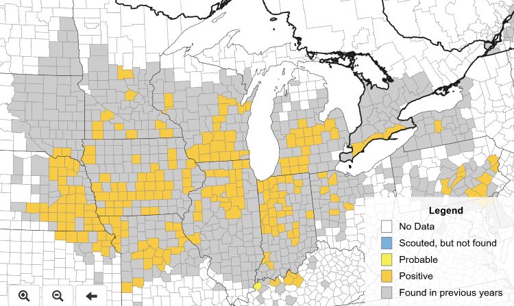 A map showing tar spot confirmations in corn across the north-central and northeastern United States and parts of Canada. Counties are shaded by detection status: yellow for positive detections, light yellow for probable detections, blue for scouted but not found, gray for found in previous years, and white for no data. Most positive detections are clustered in Iowa, Illinois, Missouri, Indiana, southern Wisconsin, southern Michigan, and southwestern Ontario.