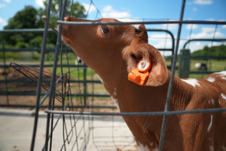 A calf standing in a pen with an ear-tag sensor in its ear.