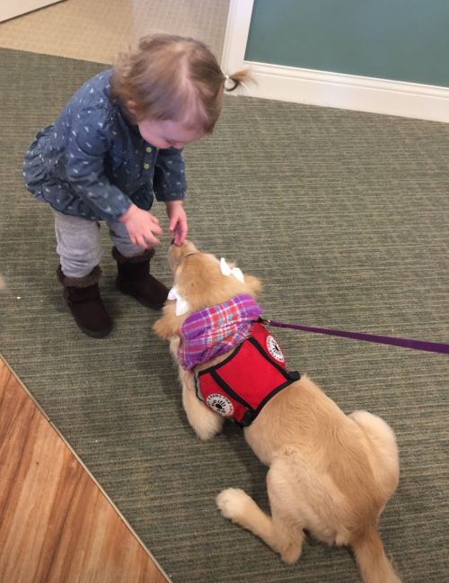 A dog with a vest on playing with a little girl.