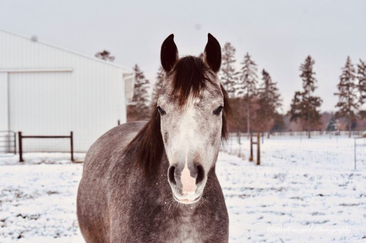 A horse in a pasture during winter.