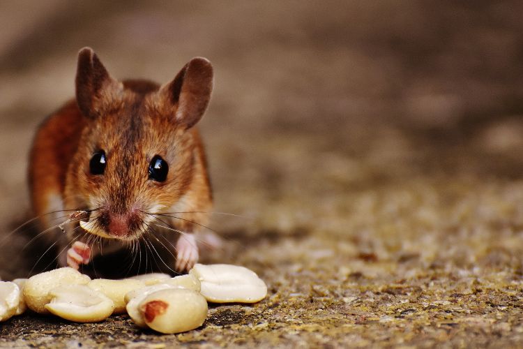 Brown mouse eating shelled peanuts.