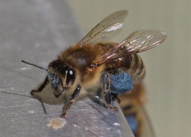 A close-up photo of a honey bee.