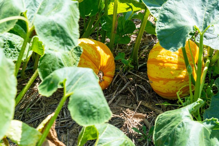 pumpkin plant in rye