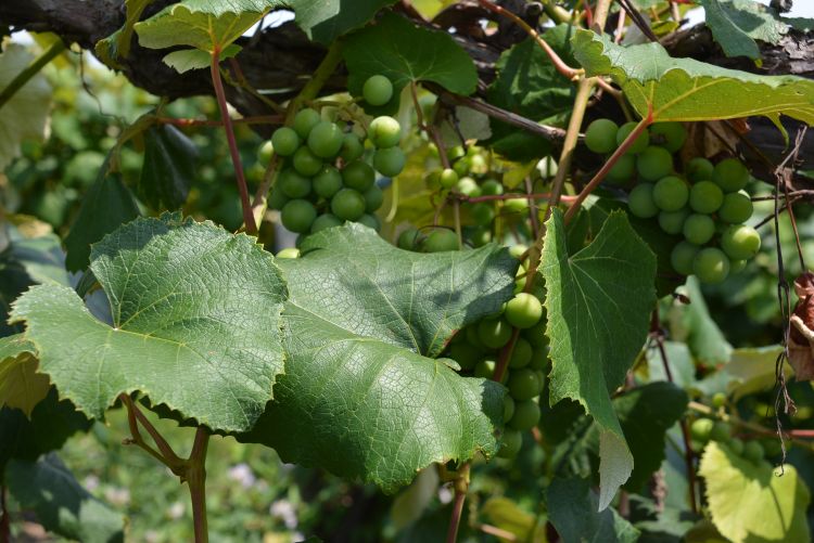 Grapes growing on a vine.