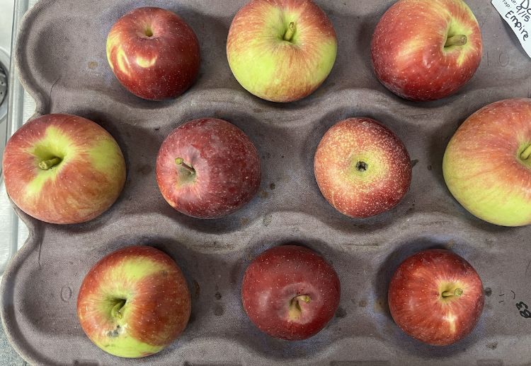 Several red Empire apples sitting in a tray.