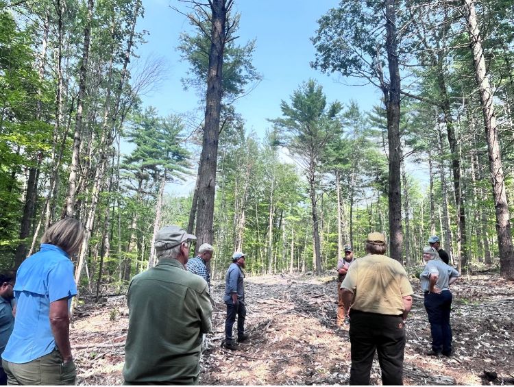 Participants of a summer carbon market workshop series in North Conway, New Hampshire, standing in a forest listening to the workshop host.
