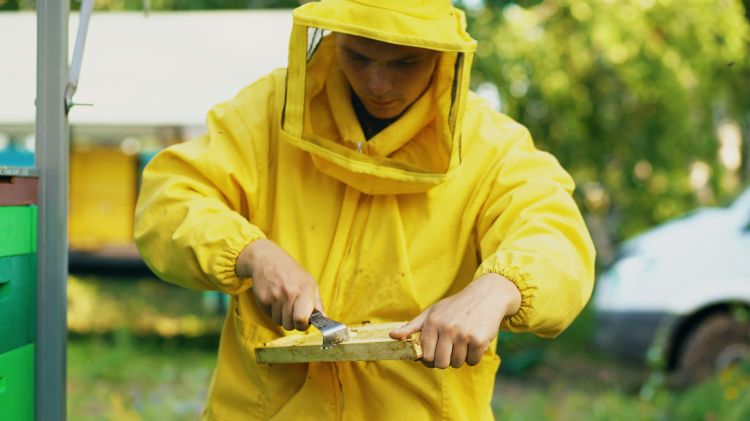 Beekeeper cleans wooden honey frame working in an apiary on sunny summer day.