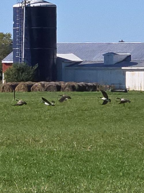 canada geese standing in green grass in front of a blue silo