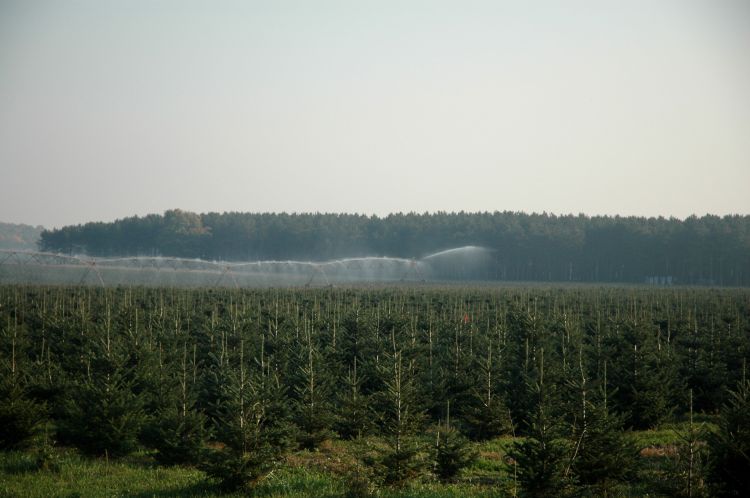 Water sprays out of a center pivot irrigation system in a Christmas tree field.