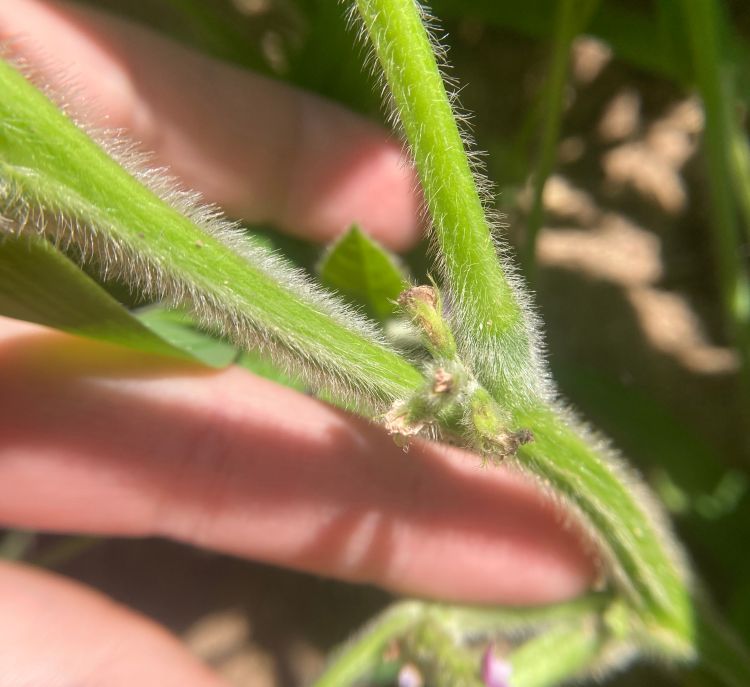 A photo of a hand holding a soybean pod.