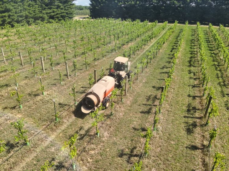 A tractor pulling a sprayer through a grape vinyeard.